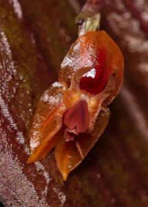 Lepanthes thalia