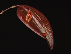 Lepanthes thalia