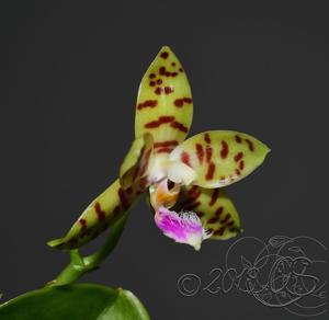 Phalaenopsis pallens