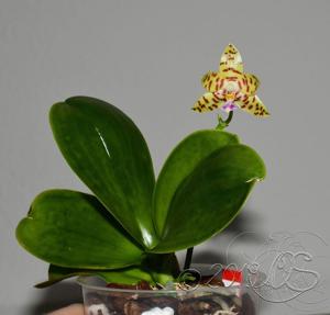 Phalaenopsis pallens