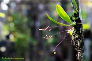 Bulbophyllum brienianum