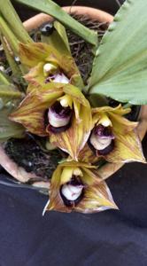 Bifrenaria tetragona