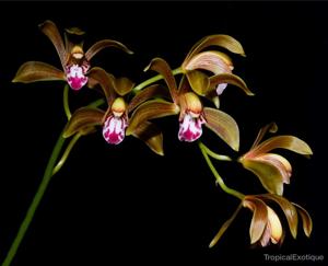 Cymbidium erythraeum