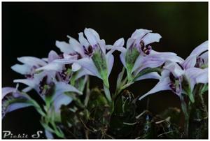 Dendrobium laterale