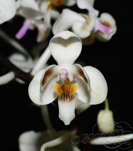 Phalaenopsis celebensis