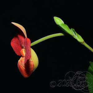 Phragmipedium besseae