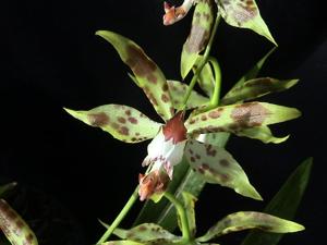 Oncidium cristatellum