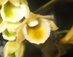 Dendrobium ypsilon