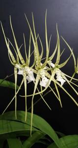 Brassia verrucosa