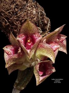 Bulbophyllum macrobulbon