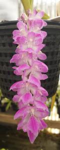 Aerides multiflora