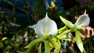 Angraecum eburneum