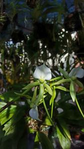 Angraecum eburneum