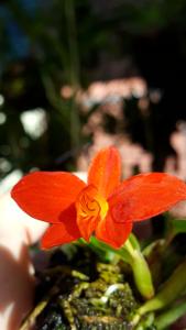 Cattleya mantiqueirae