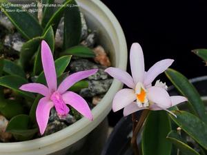 Cattleya liliputana