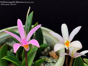 Cattleya liliputana