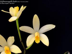 Cattleya bradei