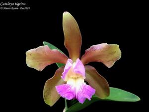 Cattleya tigrina