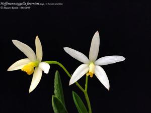 Cattleya fournieri