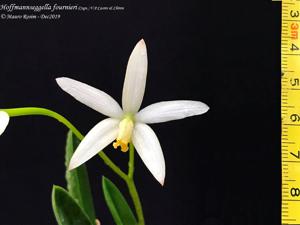 Cattleya fournieri