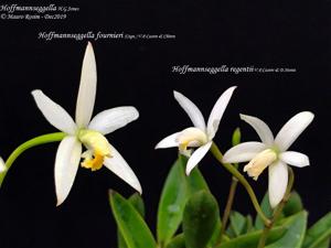 Cattleya fournieri