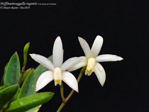 Cattleya reginae