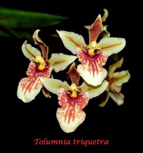 Tolumnia triquetra