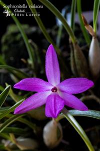 Isabelia violacea