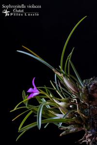 Isabelia violacea