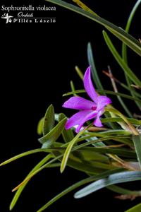 Isabelia violacea