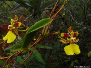 Otoglossum globuliferum