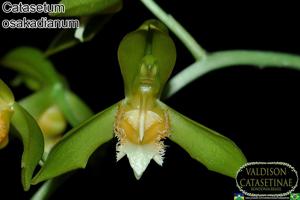 Catasetum osakadianum