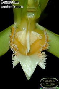 Catasetum osakadianum