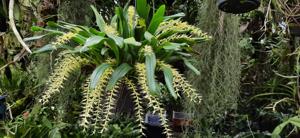 Bulbophyllum flavescens