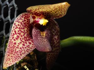 Bulbophyllum disciflorum