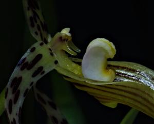 Bulbophyllum membranifolium subsp. membranifolium