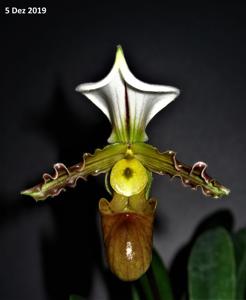 Paphiopedilum tranlienianum