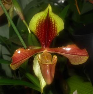 Paphiopedilum villosum var. laichaunum