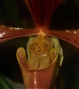 Paphiopedilum villosum var. laichaunum