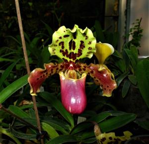 Paphiopedilum henryanum