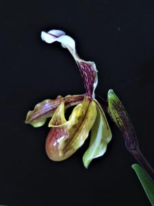 Paphiopedilum coccineum