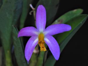 Cattleya longipes