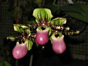 Paphiopedilum victoria-regina