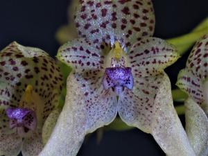 Bulbophyllum guttulatum