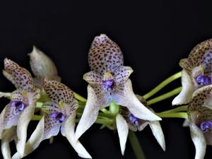 Bulbophyllum guttulatum