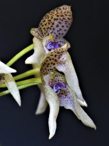 Bulbophyllum guttulatum