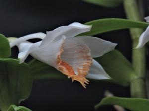 Dendrobium chapaense