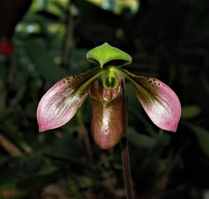 Paphiopedilum appletonianum