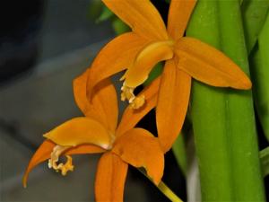 Cattleya harpophylla