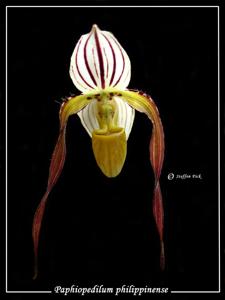 Paphiopedilum philippinense